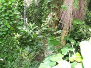 208 - Rainforest